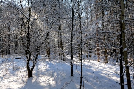 Grunewald with snow 2021-01-31 54