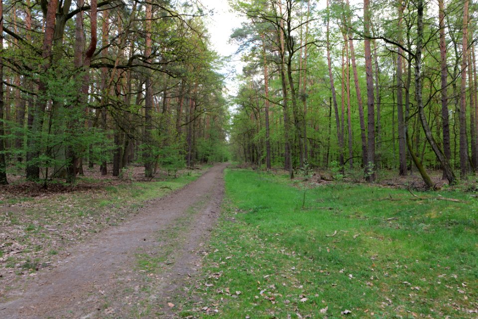 Grunewald 2021-05-10 75