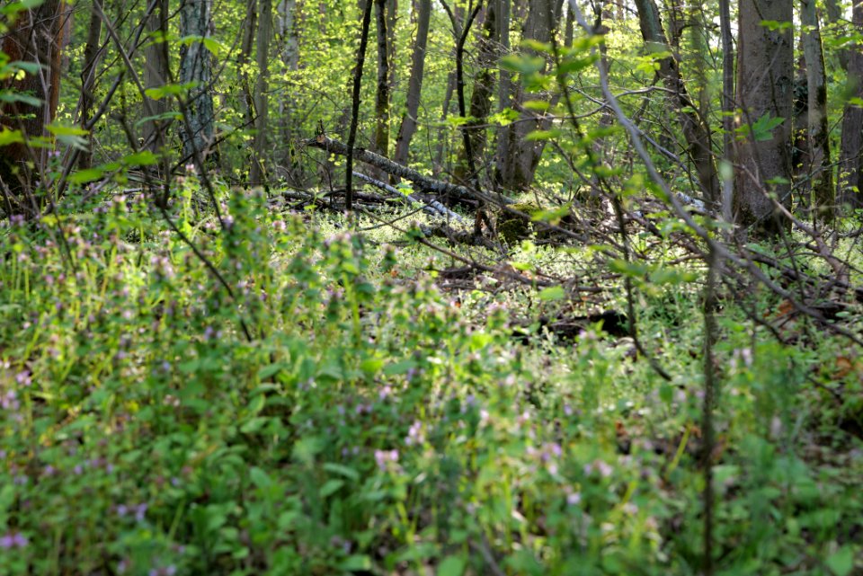 Grunewald 2021-05-10 24
