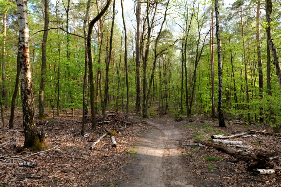 Grunewald 2021-05-10 59