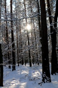Grunewald with snow 2021-01-31 63