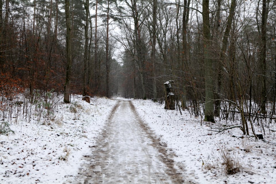 Grunewald with snow 2021-01-03 36