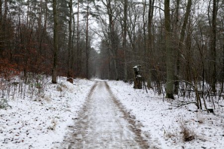 Grunewald with snow 2021-01-03 36