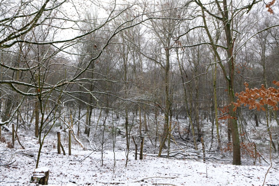 Grunewald with snow 2021-01-03 34