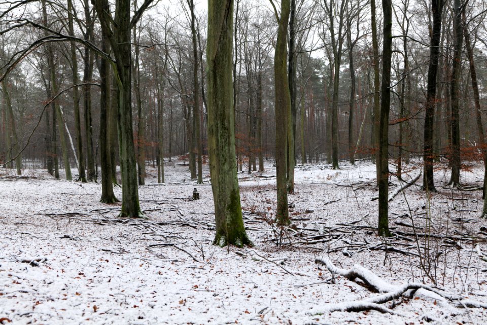 Grunewald with snow 2021-01-03 41