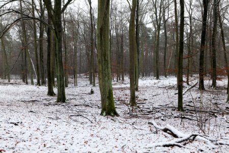 Grunewald with snow 2021-01-03 41