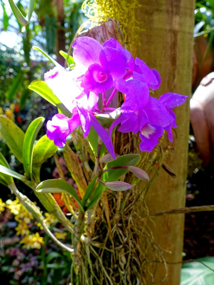 Guarianthe skinneri 'Hetti Jacobs' - Marie Selby Botanical Gardens - Sarasota, Florida - DSC01020