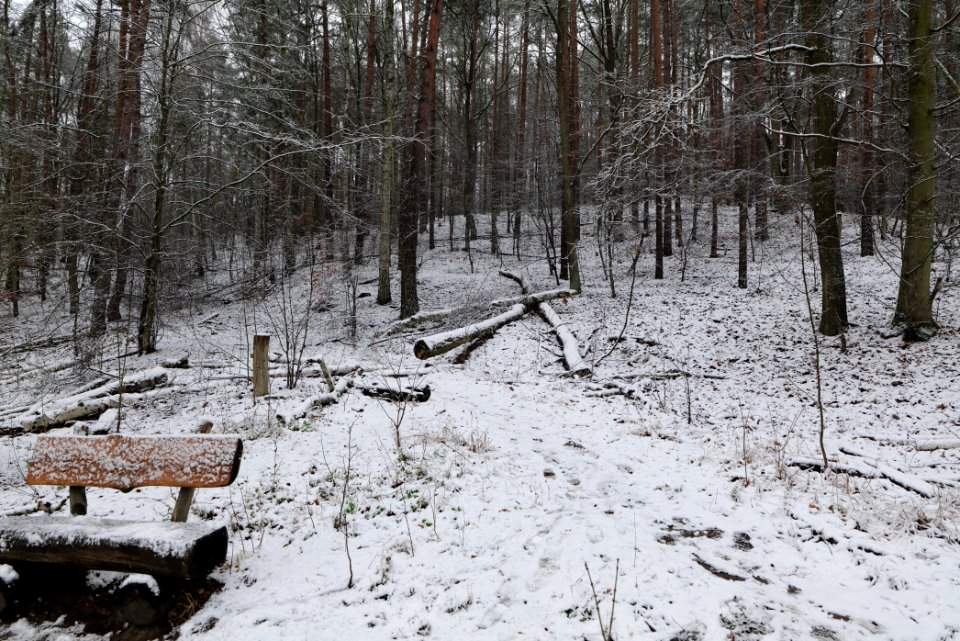 Grunewald with snow 2021-01-03 32
