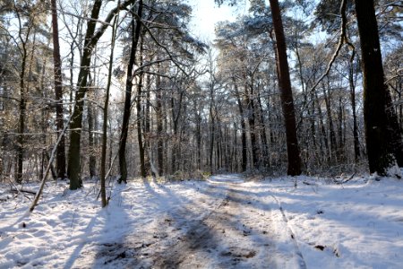 Grunewald with snow 2021-01-31 10