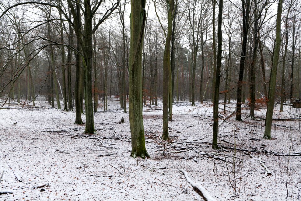 Grunewald with snow 2021-01-03 37