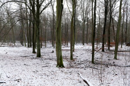Grunewald with snow 2021-01-03 37