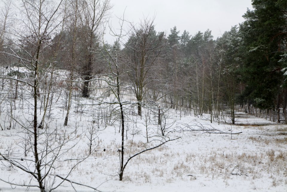 Grunewald with snow 2021-01-03 26