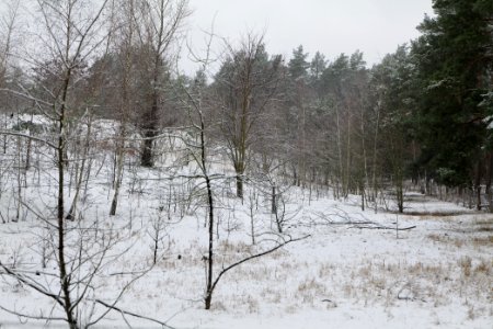 Grunewald with snow 2021-01-03 26