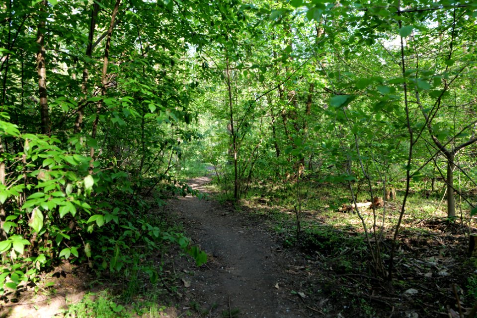 Grunewald 2021-05-10 13
