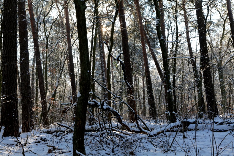 Grunewald with snow 2021-01-31 01