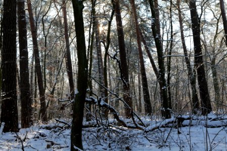 Grunewald with snow 2021-01-31 01