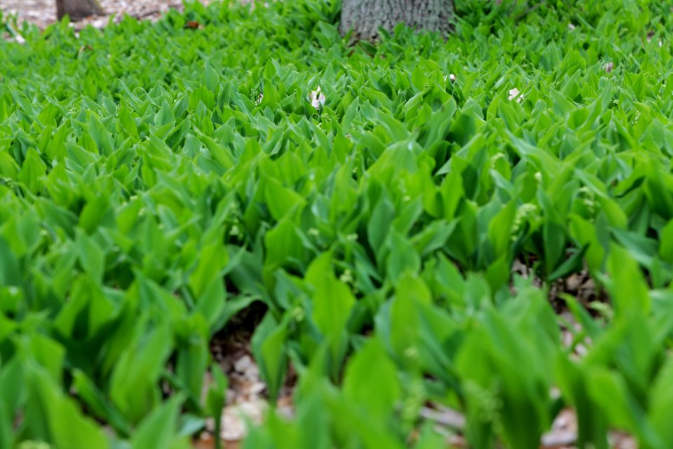 Grunewald 2021-05-10 32