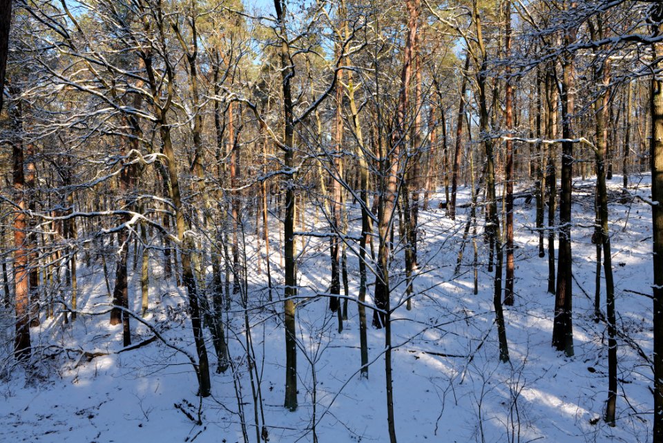 Grunewald with snow 2021-01-31 102