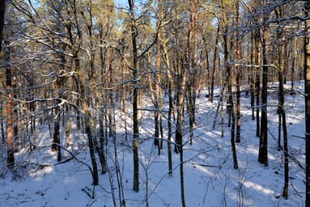 Grunewald with snow 2021-01-31 102
