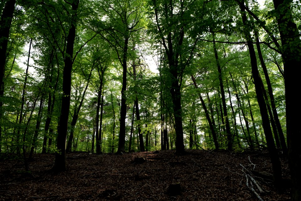 Grunewald 2021-05-10 48