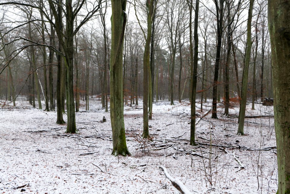 Grunewald with snow 2021-01-03 38