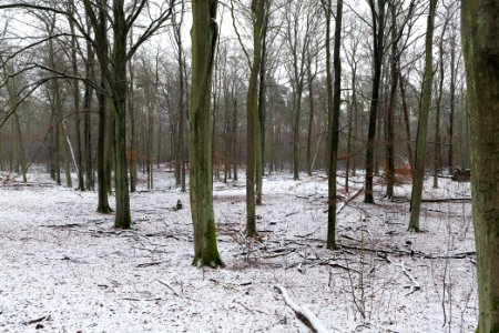 Grunewald with snow 2021-01-03 38