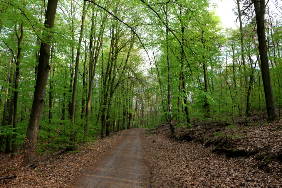 Grunewald 2021-05-10 39