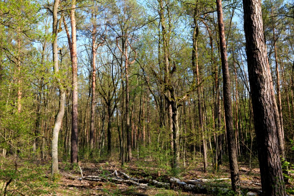 Grunewald 2021-05-10 12