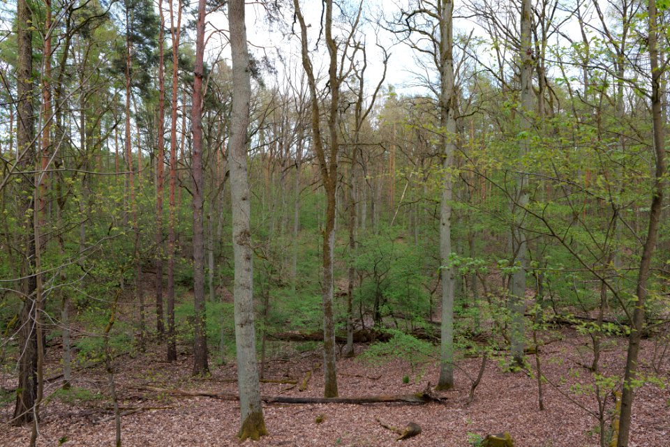 Grunewald 2021-05-10 36