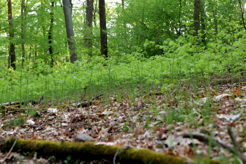 Grunewald 2021-05-10 44