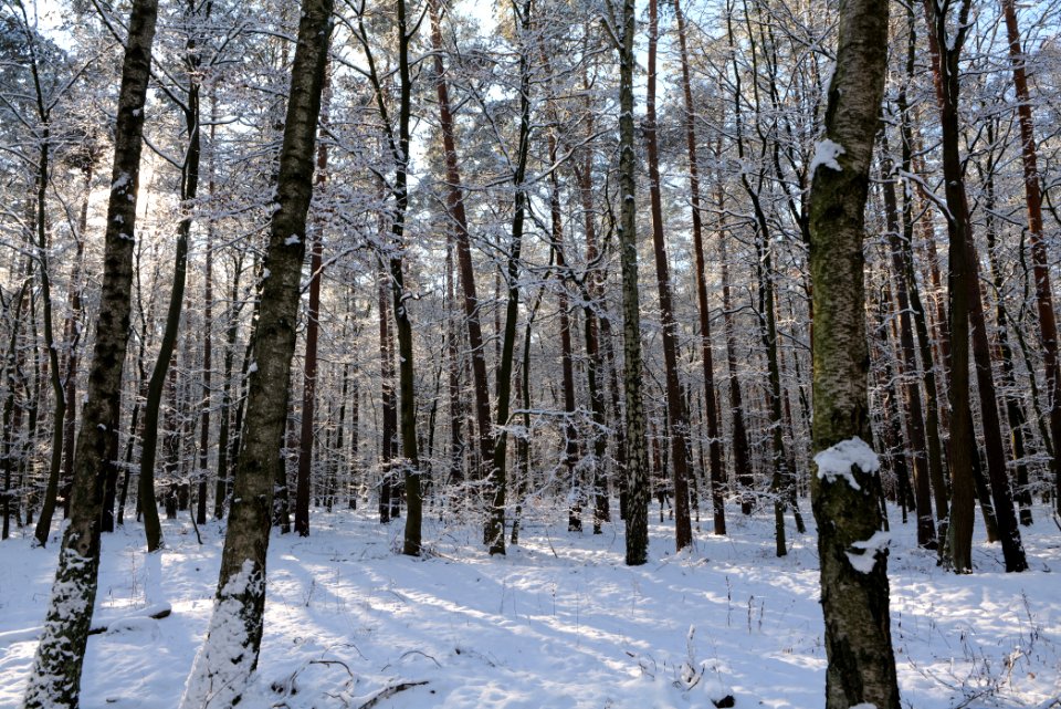 Grunewald with snow 2021-01-31 68