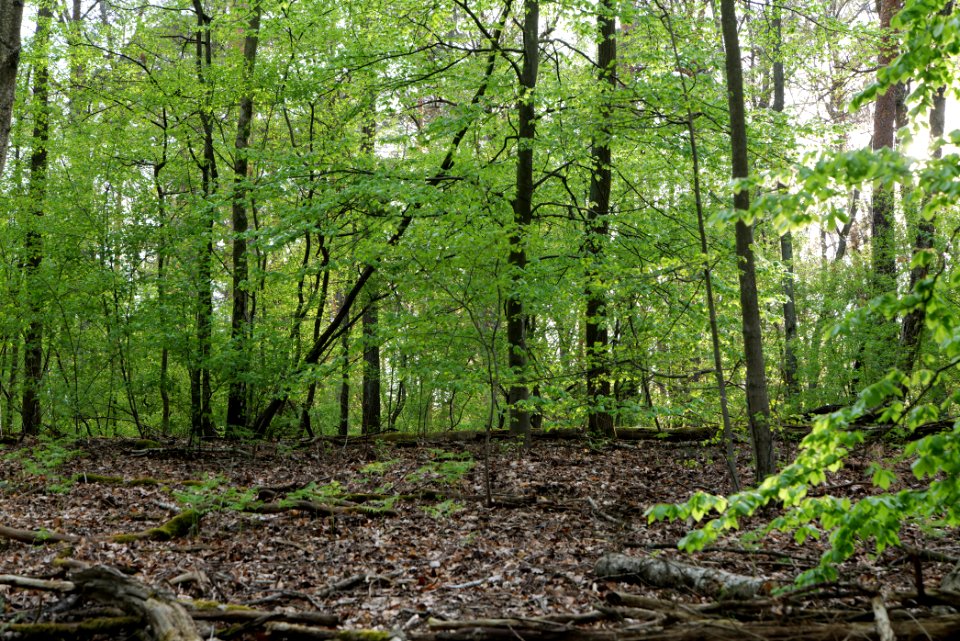 Grunewald 2021-05-10 41