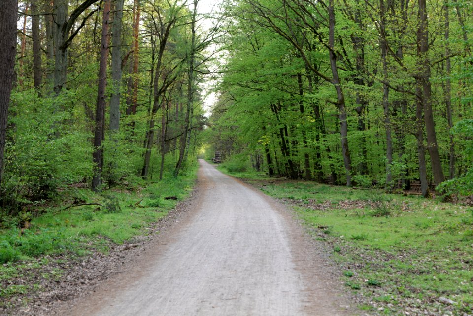Grunewald 2021-05-10 88