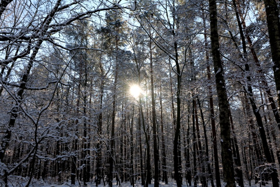Grunewald with snow 2021-01-31 67