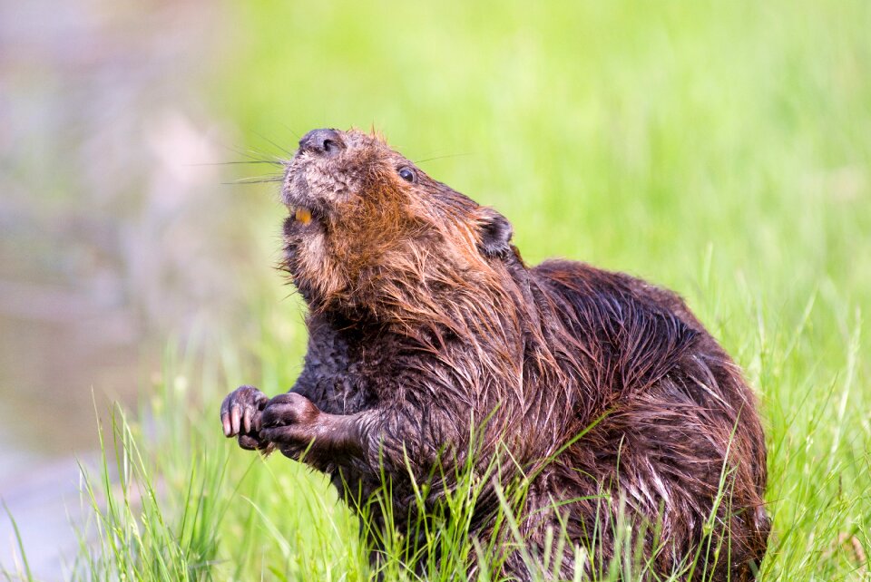 Aquatic cute nature