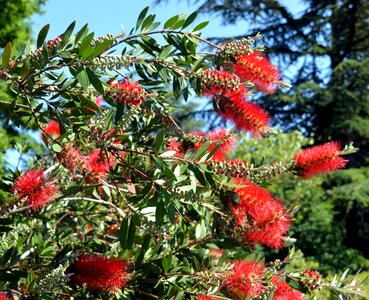 Red carmine bush