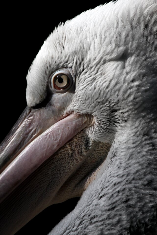 Diegaarde zoo rotterdam