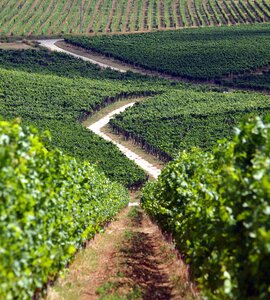 Kisharsány wine region baranya