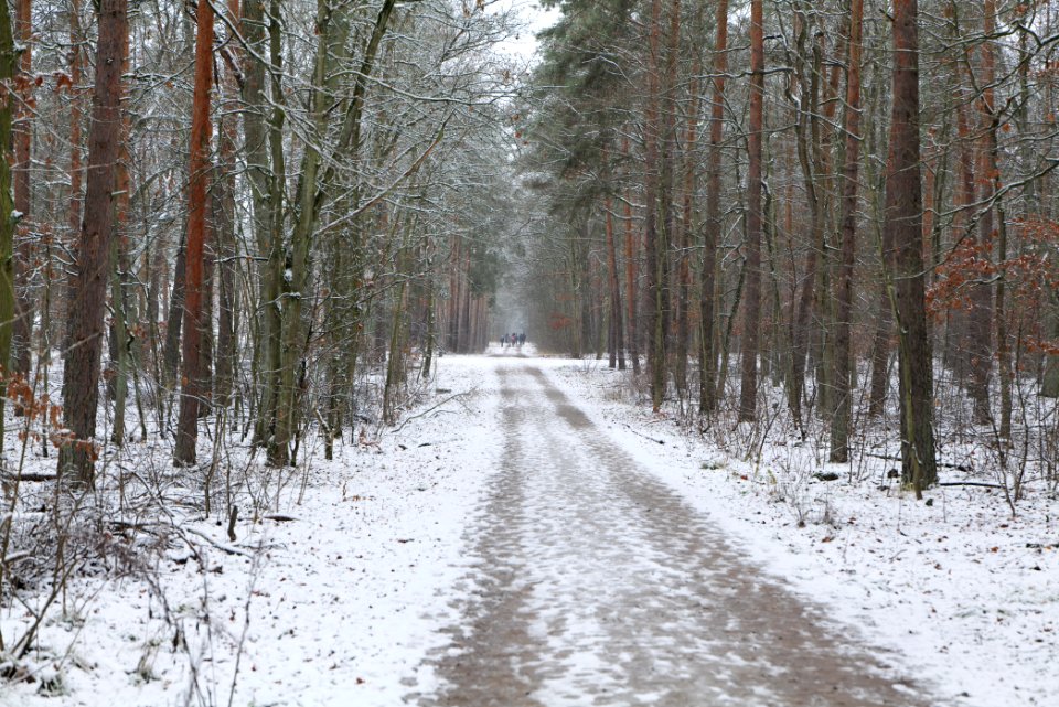 Grunewald with snow 2021-01-03 15