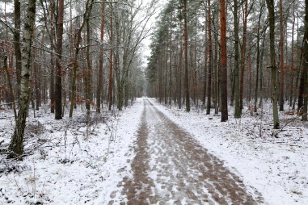 Grunewald with snow 2021-01-03 13