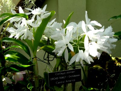 Guarianthe skinneri (Cattleya skinneri) - United States Botanic Garden - DSC09516