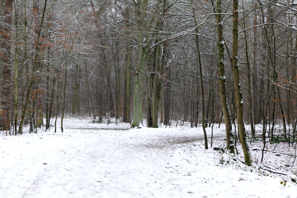 Grunewald with snow 2021-01-03 08