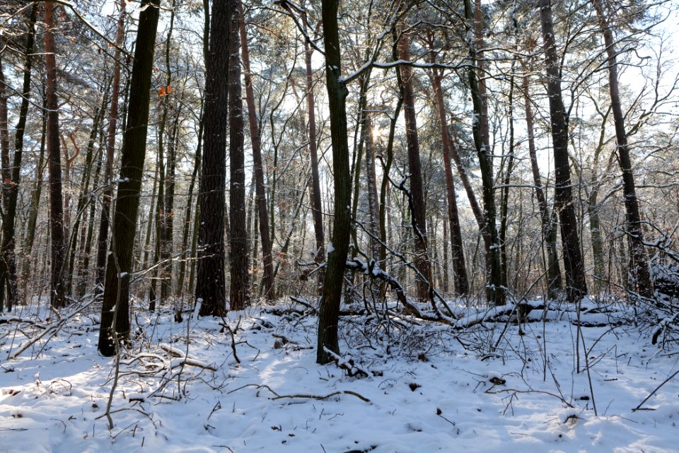 Grunewald with snow 2021-01-31 03