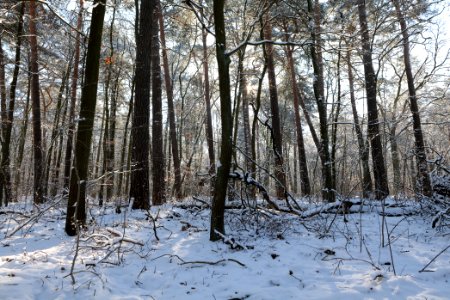 Grunewald with snow 2021-01-31 03
