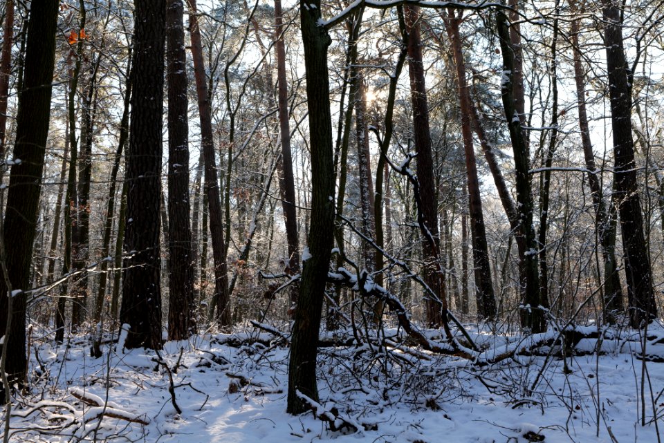 Grunewald with snow 2021-01-31 02