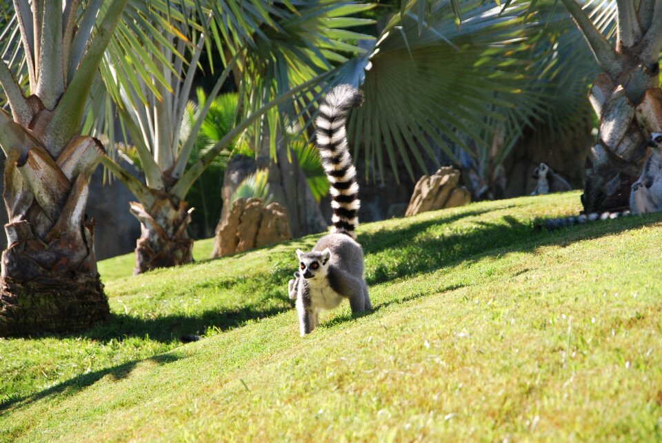 Grass running animal