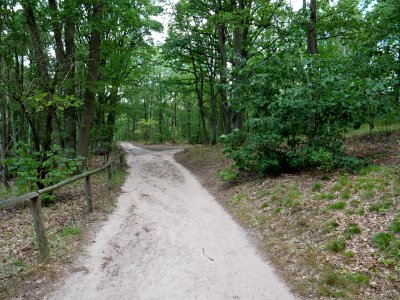 Grunewald near Teufelsfenn 2019-10-24 02