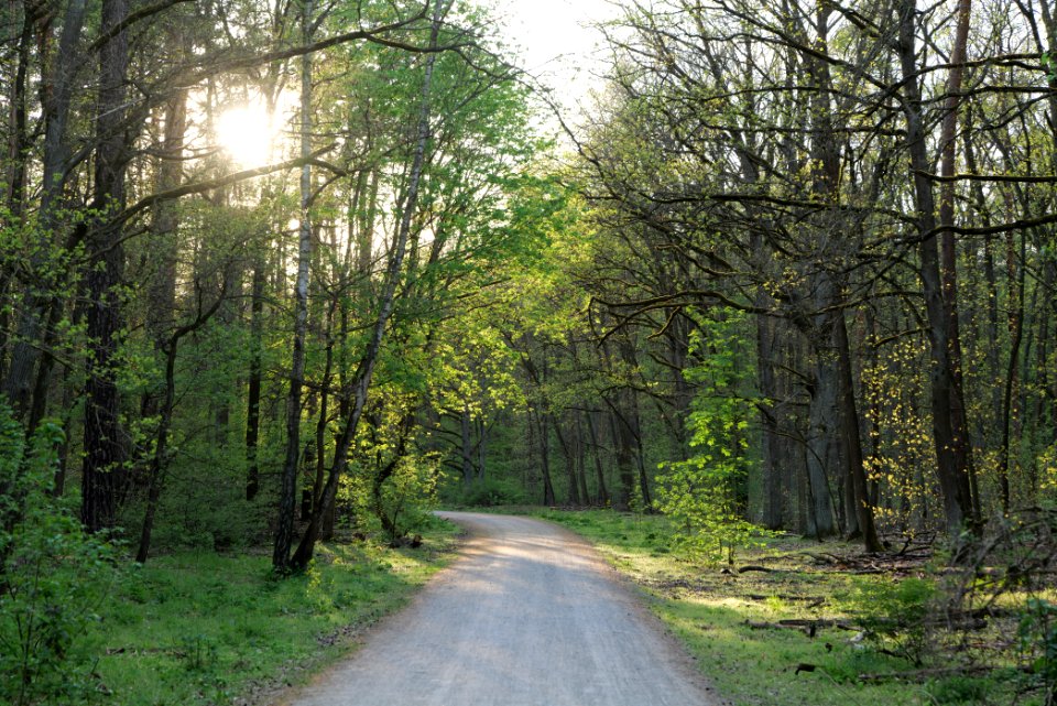 Grunewald 2021-05-10 90