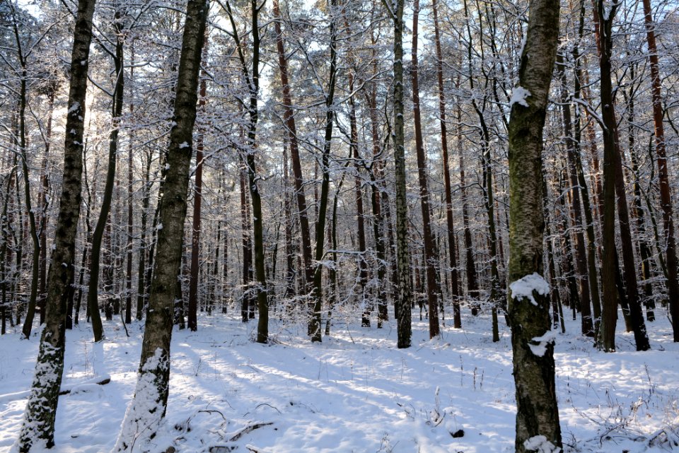 Grunewald with snow 2021-01-31 69