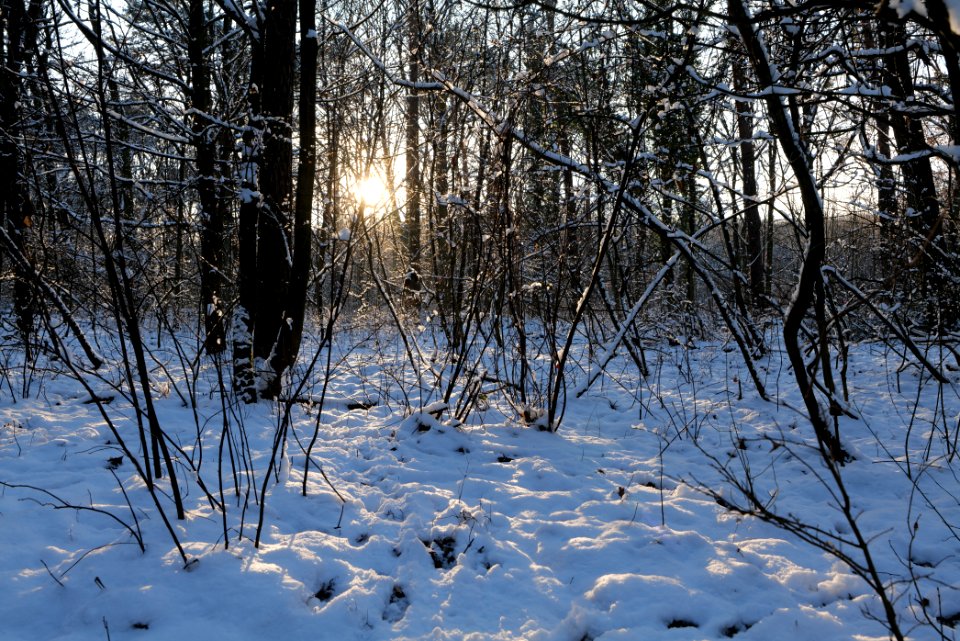 Grunewald with snow 2021-01-31 136